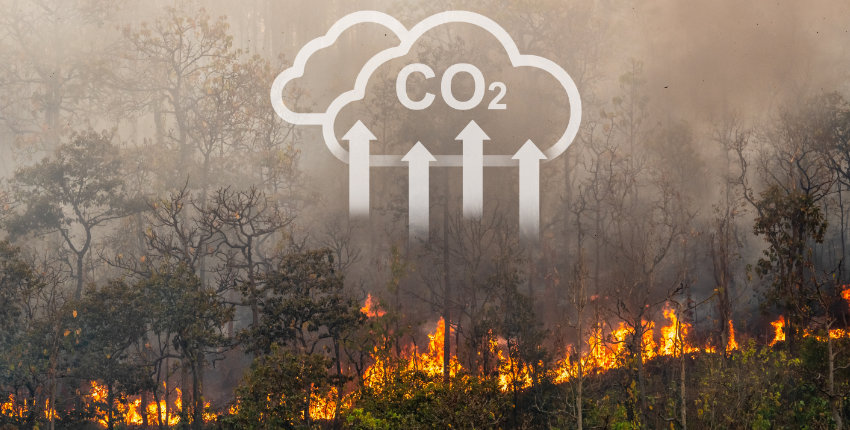 The forest burns strongly and thus produces CO2