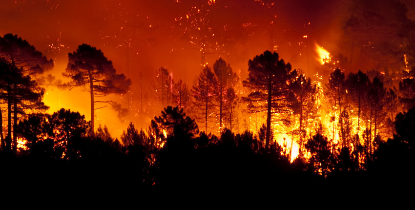 The picture shows a devastating forest fire